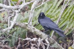 American Crow, Corvus brachyrhynchos