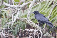 American Crow, Corvus brachyrhynchos