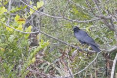 American Crow, Corvus brachyrhynchos
