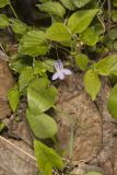 American Dog Violet, Viola labradorica