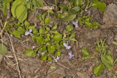 American Dog Violet, Viola labradorica