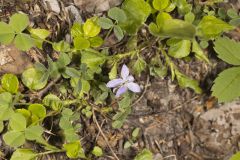 American Dog Violet, Viola labradorica