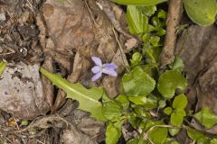 American Dog Violet, Viola labradorica