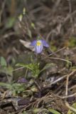 American Field Pansy, Viola bicolor