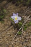 American Field Pansy, Viola bicolor