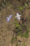 American Field Pansy, Viola bicolor