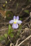 American Field Pansy, Viola bicolor