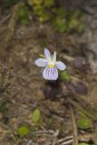 American Field Pansy, Viola bicolor