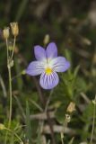 American Field Pansy, Viola bicolor