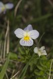 American Field Pansy, Viola bicolor
