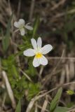 American Field Pansy, Viola bicolor