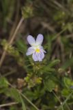 American Field Pansy, Viola bicolor