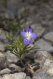 American Field Pansy, Viola bicolor