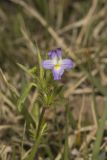 American Field Pansy, Viola bicolor
