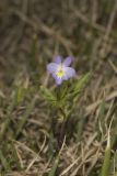 American Field Pansy, Viola bicolor