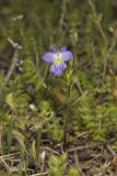 American Field Pansy, Viola bicolor