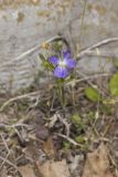 American Field Pansy, Viola bicolor