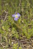 American Field Pansy, Viola bicolor