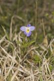 American Field Pansy, Viola bicolor