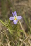 American Field Pansy, Viola bicolor