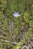 American Field Pansy, Viola bicolor