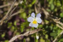 American Field Pansy, Viola bicolor