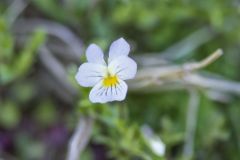 American Field Pansy, Viola bicolor American Field Pansy, Viola bicolor