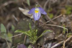 American Field Pansy, Viola bicolor