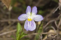 American Field Pansy, Viola bicolor