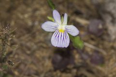 American Field Pansy, Viola bicolor