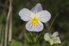 American Field Pansy, Viola bicolor