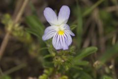 American Field Pansy, Viola bicolor