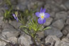 American Field Pansy, Viola bicolor