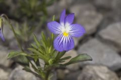 American Field Pansy, Viola bicolor