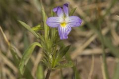 American Field Pansy, Viola bicolor