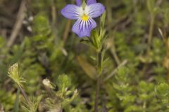 American Field Pansy, Viola bicolor
