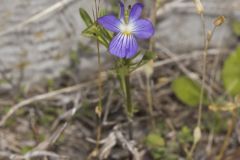 American Field Pansy, Viola bicolor