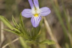 American Field Pansy, Viola bicolor