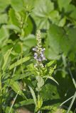American Germander, Teucrium canadense