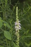 American Germander, Teucrium canadense