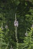 American Germander, Teucrium canadense