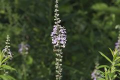 American Germander