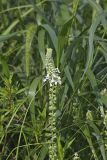 American Germander, Teucrium canadense