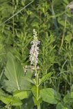 American Germander, Teucrium canadense