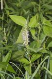 American Germander, Teucrium canadense
