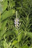 American Germander, Teucrium canadense