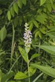 American Germander, Teucrium canadense