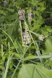 American Germander, Teucrium canadense