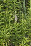 American Germander, Teucrium canadense