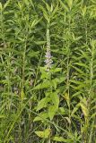 American Germander, Teucrium canadense
